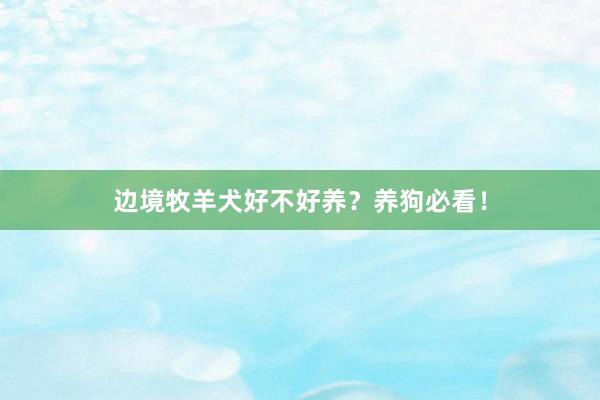 边境牧羊犬好不好养?养狗必看!